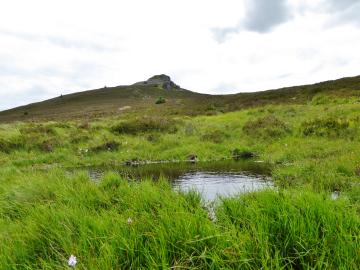 Habitat-P1060910 Flush pool beside Ruhmill burn.jpg