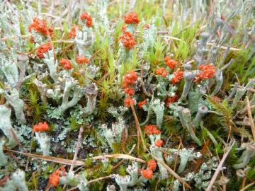 Lichen-P1030721.jpg