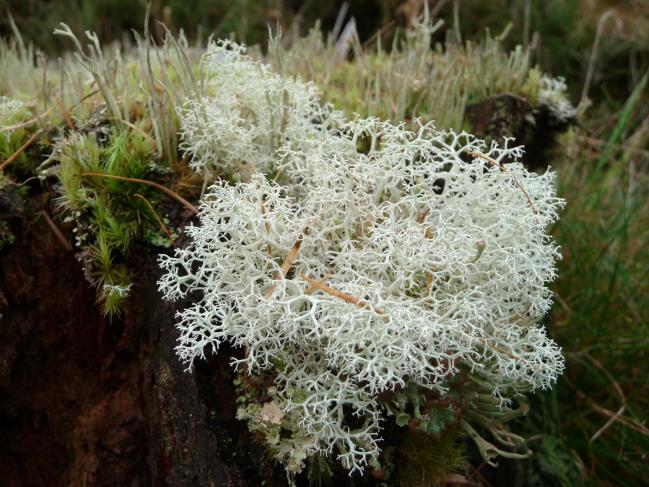 Lichen-P1030725.jpg - Bailies of Bennachie