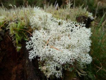 Lichen-P1030725.jpg