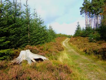 Path up Millstone Hill.jpg