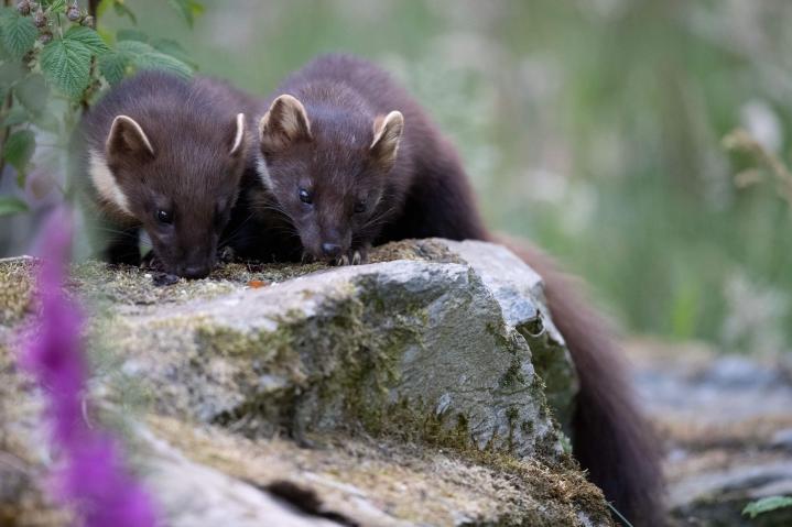 Pine Marten Kits (Credit Sue Johnson)