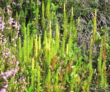 Plant on Bennachie