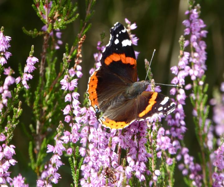 Red Admiral