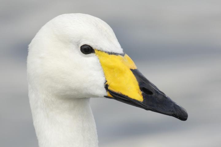 Whooper Swan M17 73 216_v