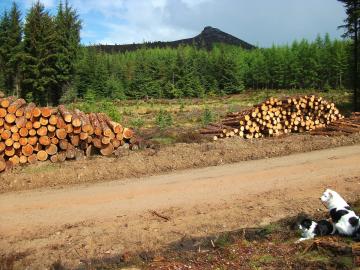 Woodpile on Bennachie.jpg