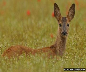 _65017729_roe_deer_1.jpg _65017729_roe_deer_1