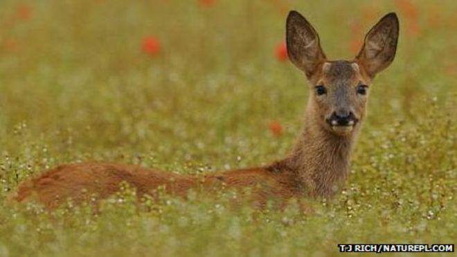 _65017729_roe_deer_1