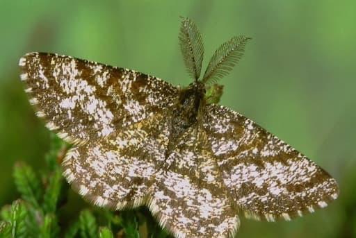 Common Heath Male