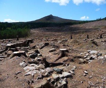 Bede House Deforestation3