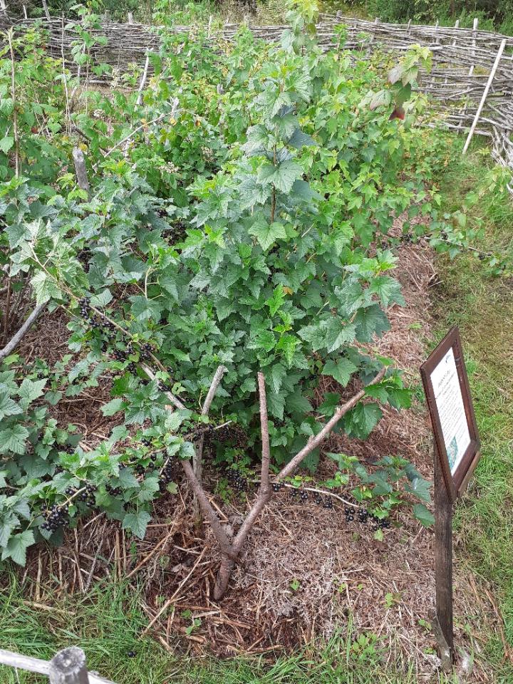 Blackcurrants July 2023