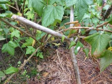 blackcurrants 2 july 2019.jpg