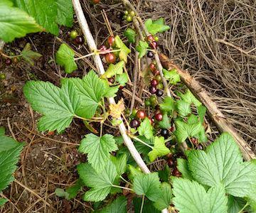 Blackcurrants June 2019