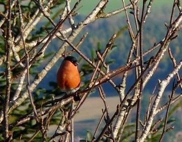 bullfinch.jpg