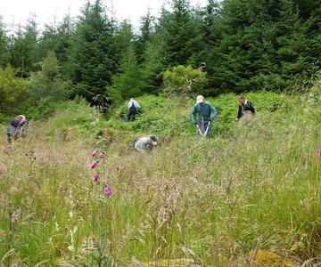 Busy Cutting Bracken