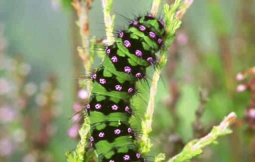 Emperor Moth Larva