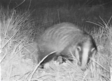 camera03_badger_may_20170505.jpg