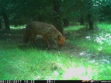 camera14_Fox_june_20170622.JPG