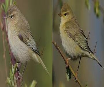 Chiffchaff Willow Warbler