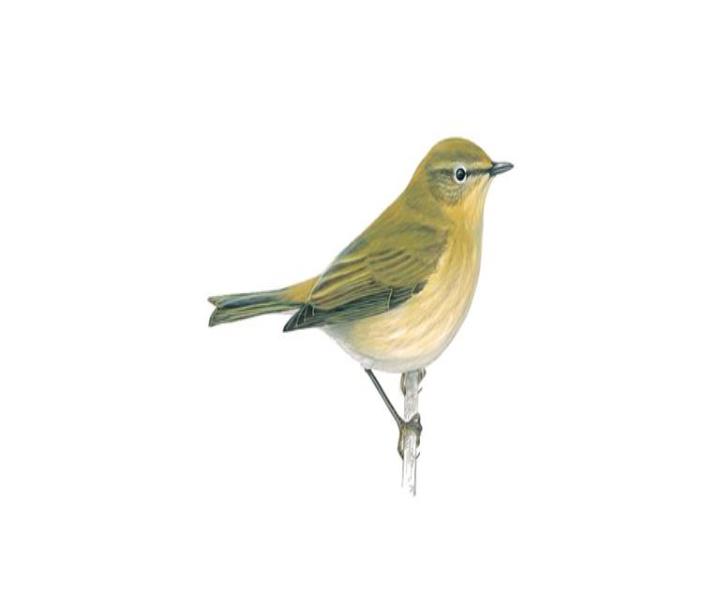 Chiffchaff_1200x675