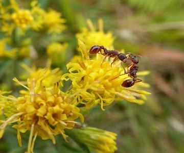 Ecological Recording And Analysis Photo 1