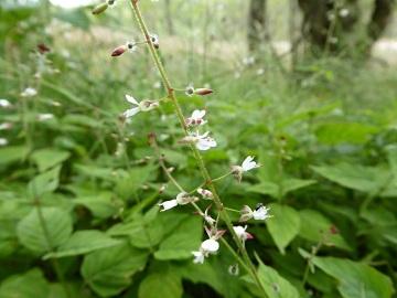 enchanters nightshade 2.jpg