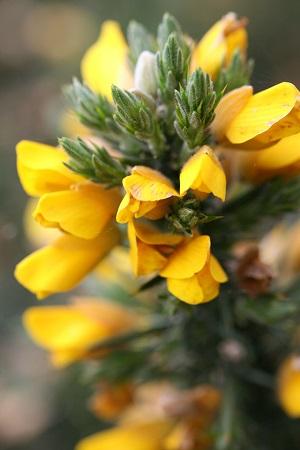 gorse.jpg