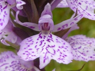 heath spotted orchid 2.jpg