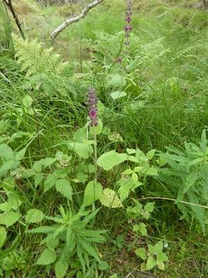 hedge woundwort 1.jpg