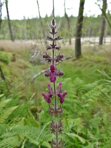 hedge woundwort 2.jpg