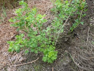 kailyard gooseberries recovering after sawfly damage 2019.jpg