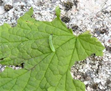 kailyard gooseberry sawfly grub 2019.jpg