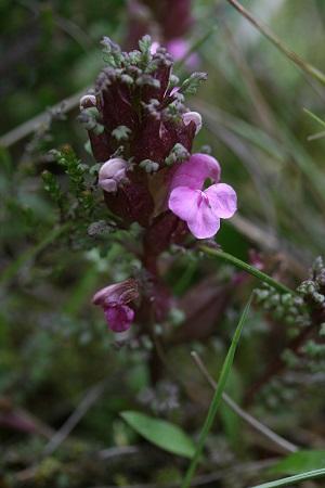 lousewort.jpg