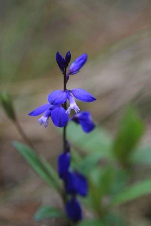 milkwort.jpg