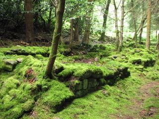 Moss Covered Stone