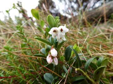 p1010066 bearberry.jpg