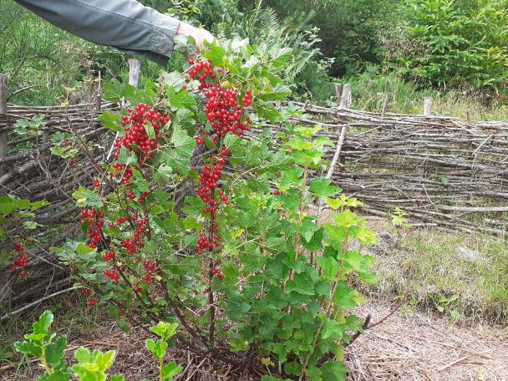 Redcurrants July 2023