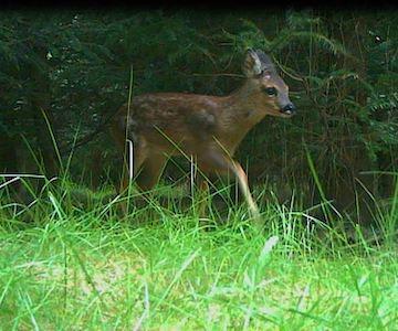 Roe Deer Fawn