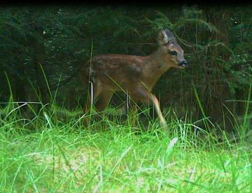 roe deer fawn.jpg