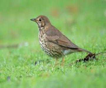 song thrush.jpg Song Thrush
