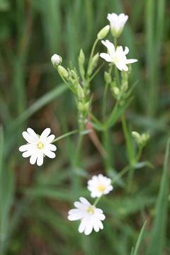 stitchwort.jpg