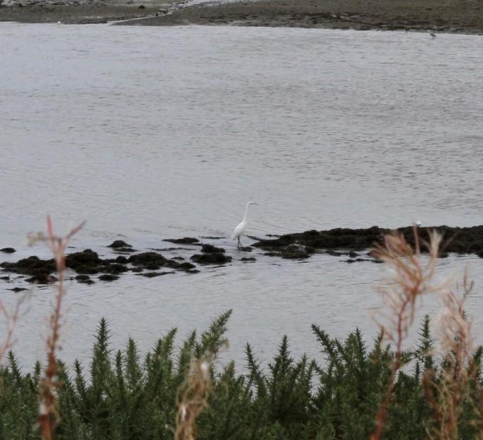 Ythan Estuary