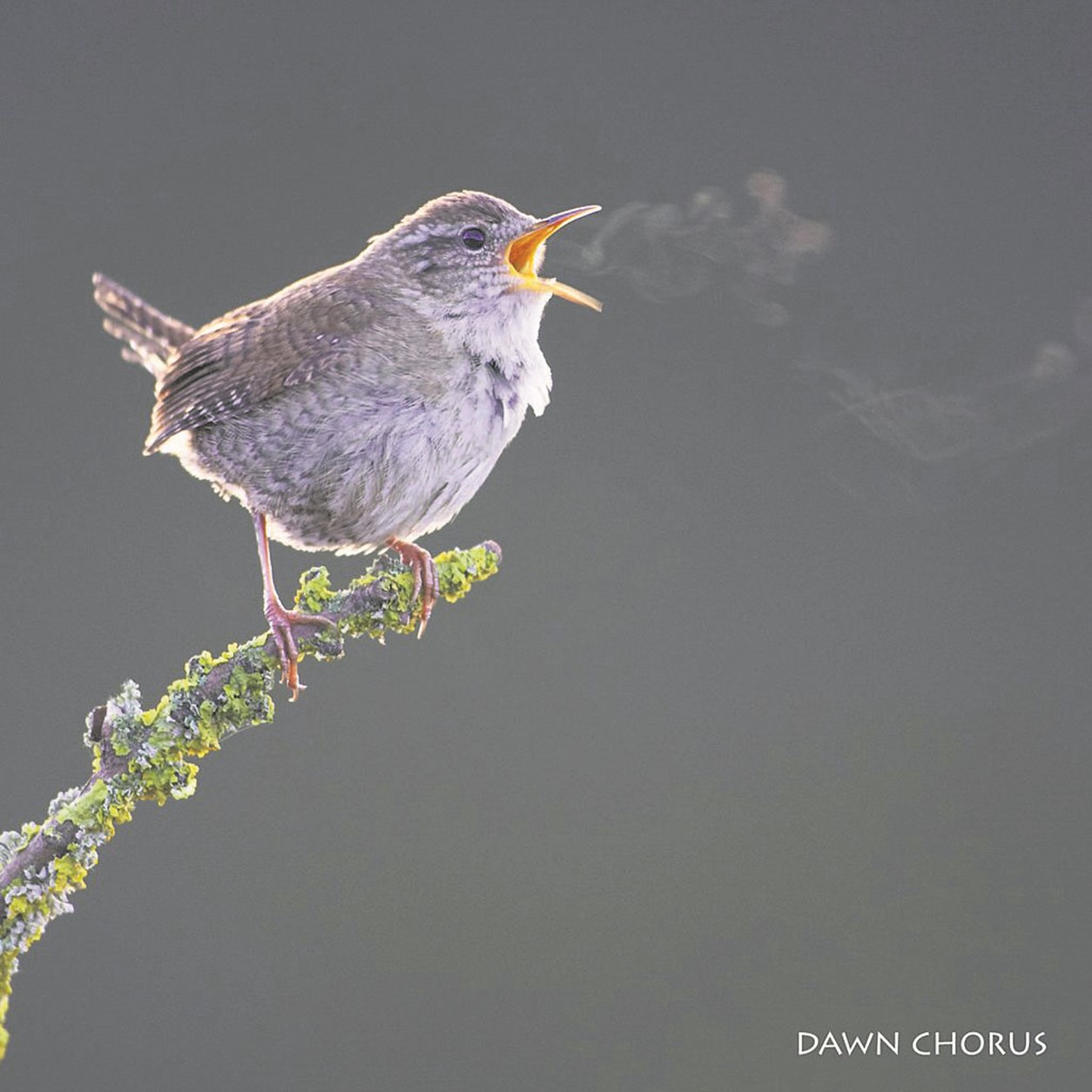 Wildlife Walk & Talk - Dawn Chorus